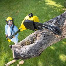 Trusted Crooks, SD Tree Removal and Landscaping Services Experts